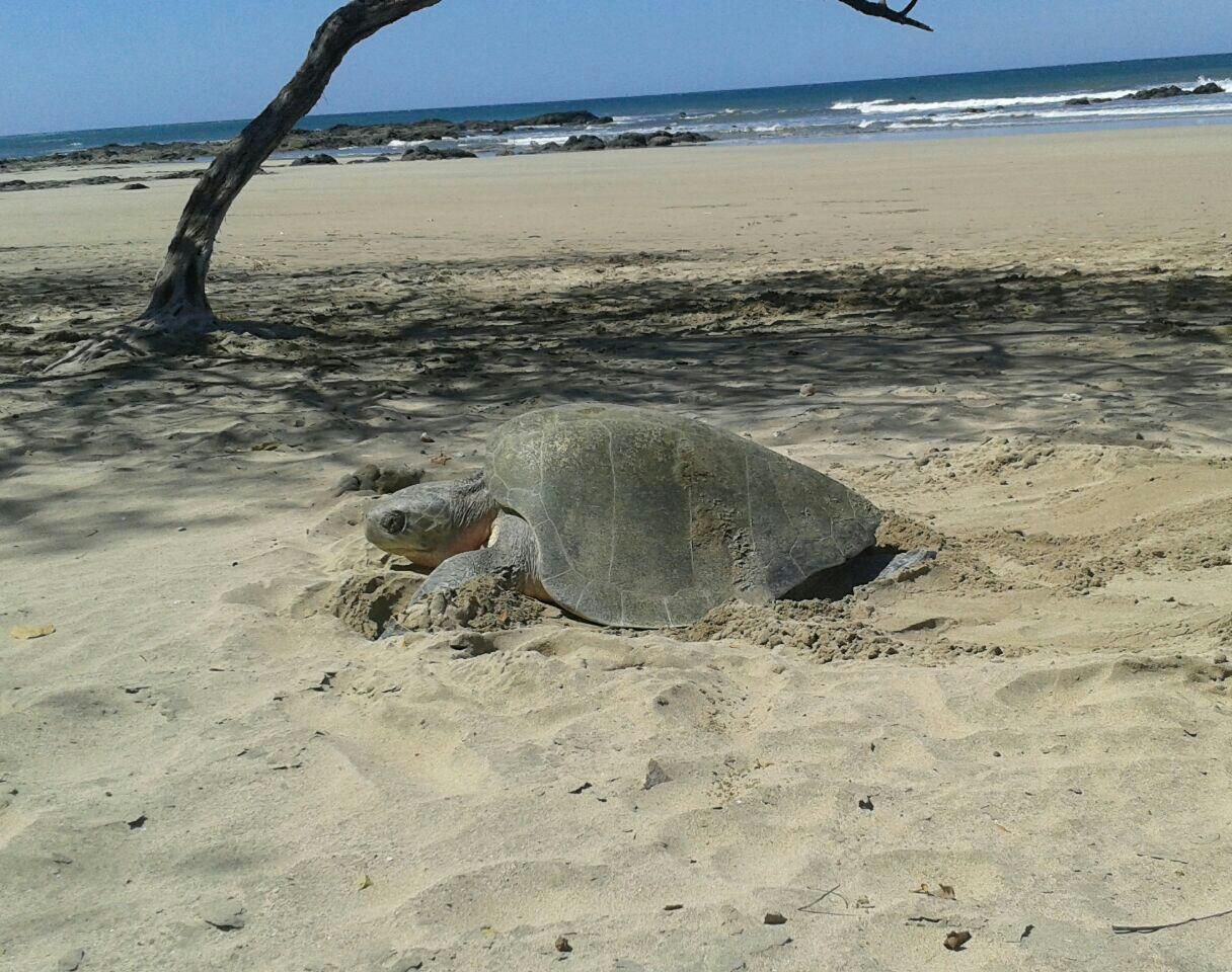 Fondo playa